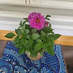 Bed & Breakfast Amy