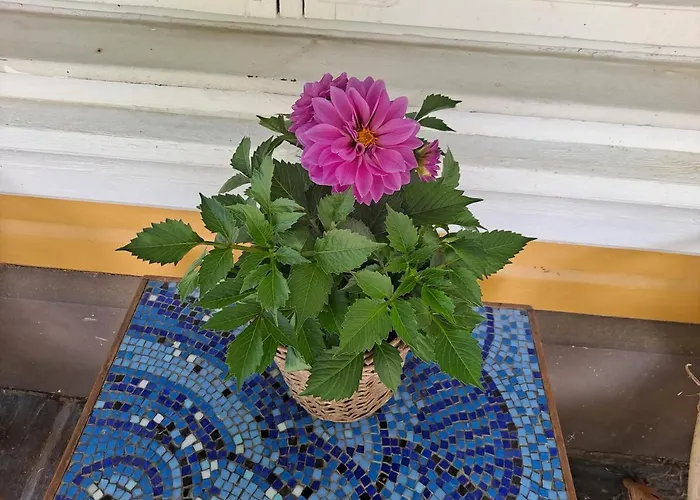 住宿加早餐酒店 Amy