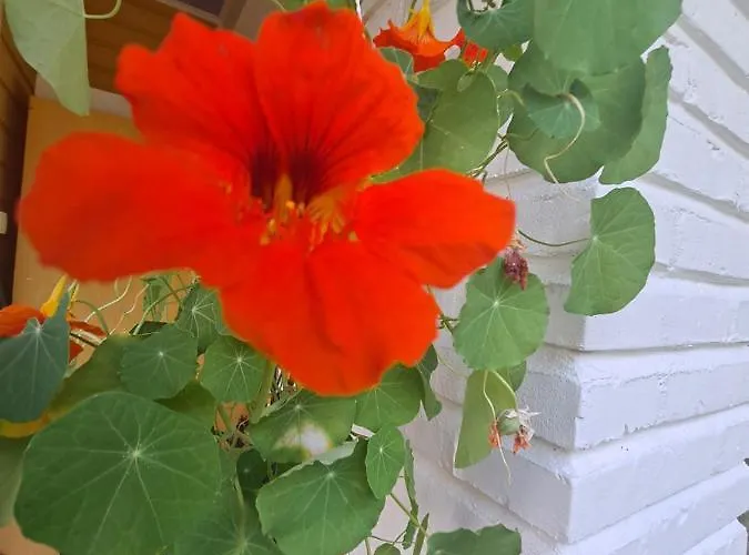 Amy 住宿加早餐酒店 *